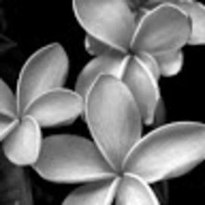 Meet your Posher, Sue